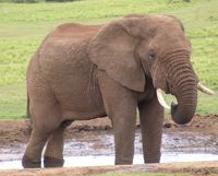 elephant2