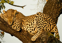leopard2