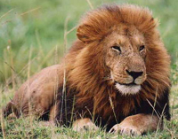 lion2