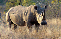 rhino2